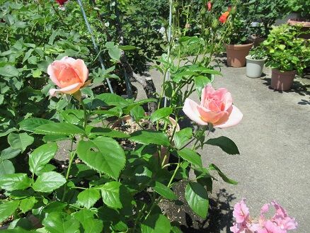 はいから 薫乃 シンデレラなど ミセスケイの薔薇コラム