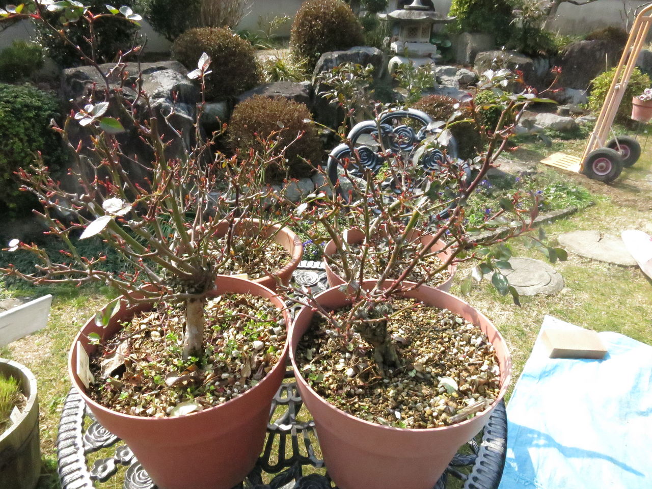 ミニバラの剪定と植え替え ミセスケイの薔薇コラム