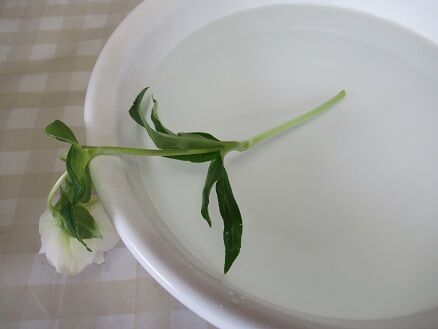 クリスマスローズを切り花にしました ミセスケイの薔薇コラム