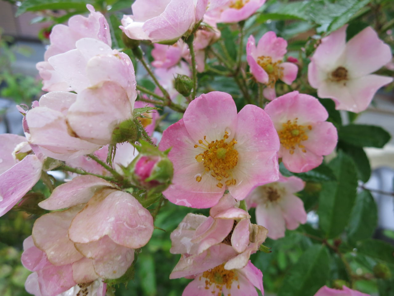 バレリーナの２番花 花数が多いコレオプシス ミセスケイの薔薇コラム