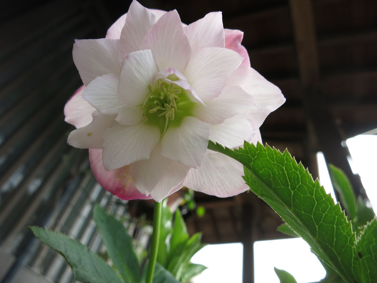 チューリップの球根のとり方とクリスマスローズ ミセスケイの薔薇コラム