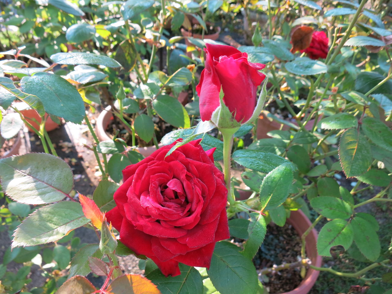 ニコール アンリマチスなど ミセスケイの薔薇コラム ニコール アンリマチスなど ミセスケイの薔薇コラム