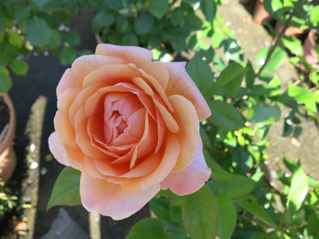 ローズマリーハークネスなど ミセスケイの薔薇コラム ローズマリーハークネスなど ミセスケイの薔薇コラム
