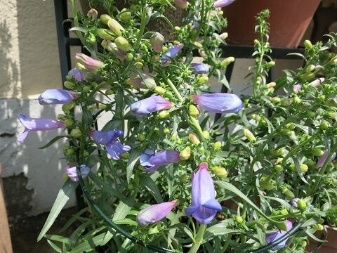 ペンステモン ミセスケイの薔薇コラム