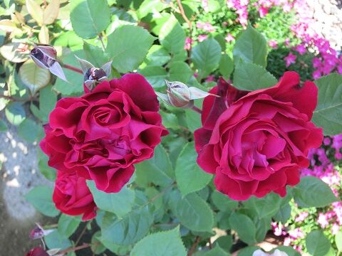 はいから : ミセスケイの薔薇コラム