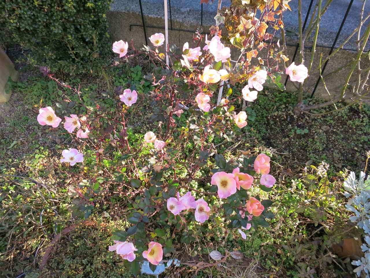 まだたくさん咲いているレインボーノックアウト ミセスケイの薔薇コラム