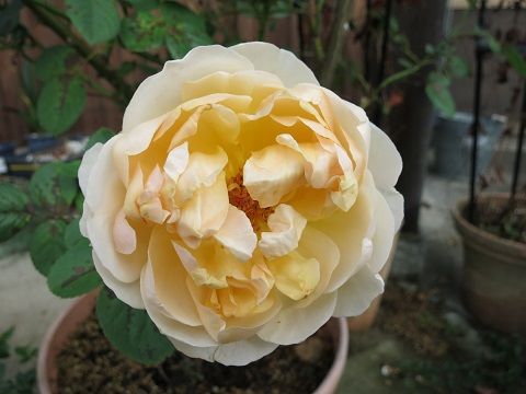 IMG_8856