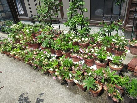 クリスマスローズの切り花 ミセスケイの薔薇コラム