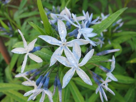 セントーレアモンタナパープルハート ミセスケイの薔薇コラム セントーレアモンタナパープルハート ミセスケイの薔薇コラム