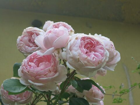 つるバラシンデレラの剪定誘引 ミセスケイの薔薇コラム