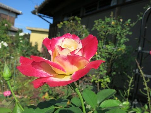 IMG_7454