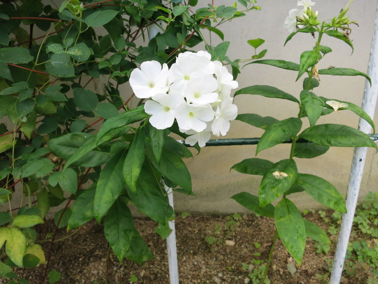 庭に咲くいろんな花 ミセスケイの薔薇コラム 庭に咲くいろんな花 ミセスケイの薔薇コラム