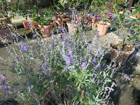 ロシアンセージ ローズマリーの花など ミセスケイの薔薇コラム ロシアンセージ ローズマリーの花など ミセスケイの薔薇コラム