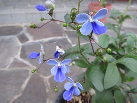 ブルーウイングなど ミセスケイの薔薇コラム
