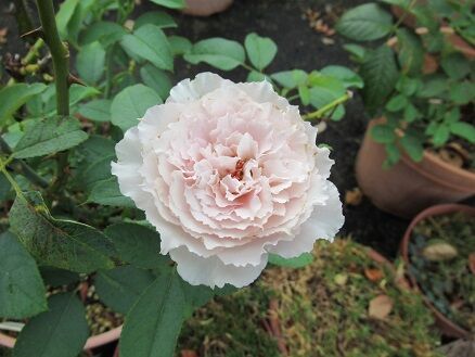 今日のバラと 挿し木の続き ミセスケイの薔薇コラム