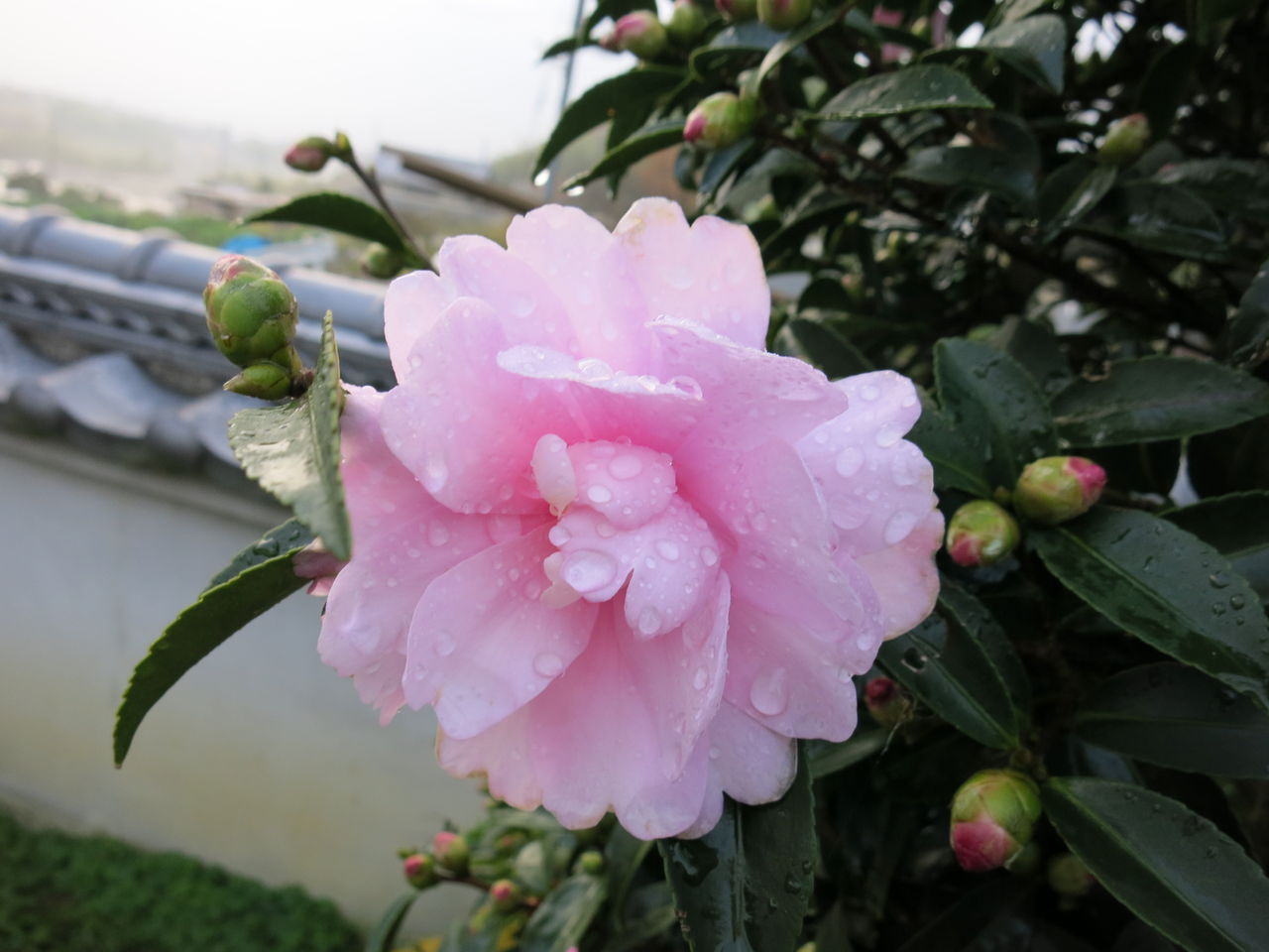乙女サザンカ ツワブキなど ミセスケイの薔薇コラム