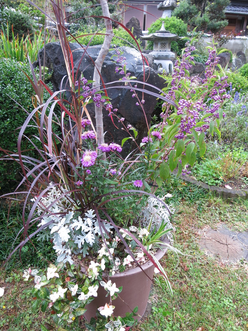見切り品の花 また買ってしまった ミセスケイの薔薇コラム
