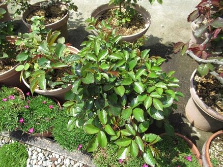 クリスマスローズの切り花 ミセスケイの薔薇コラム