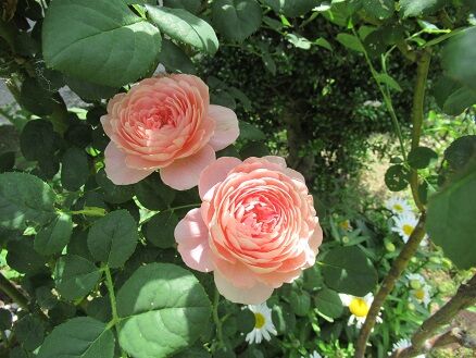 花持ち比較2日目 ミセスケイの薔薇コラム
