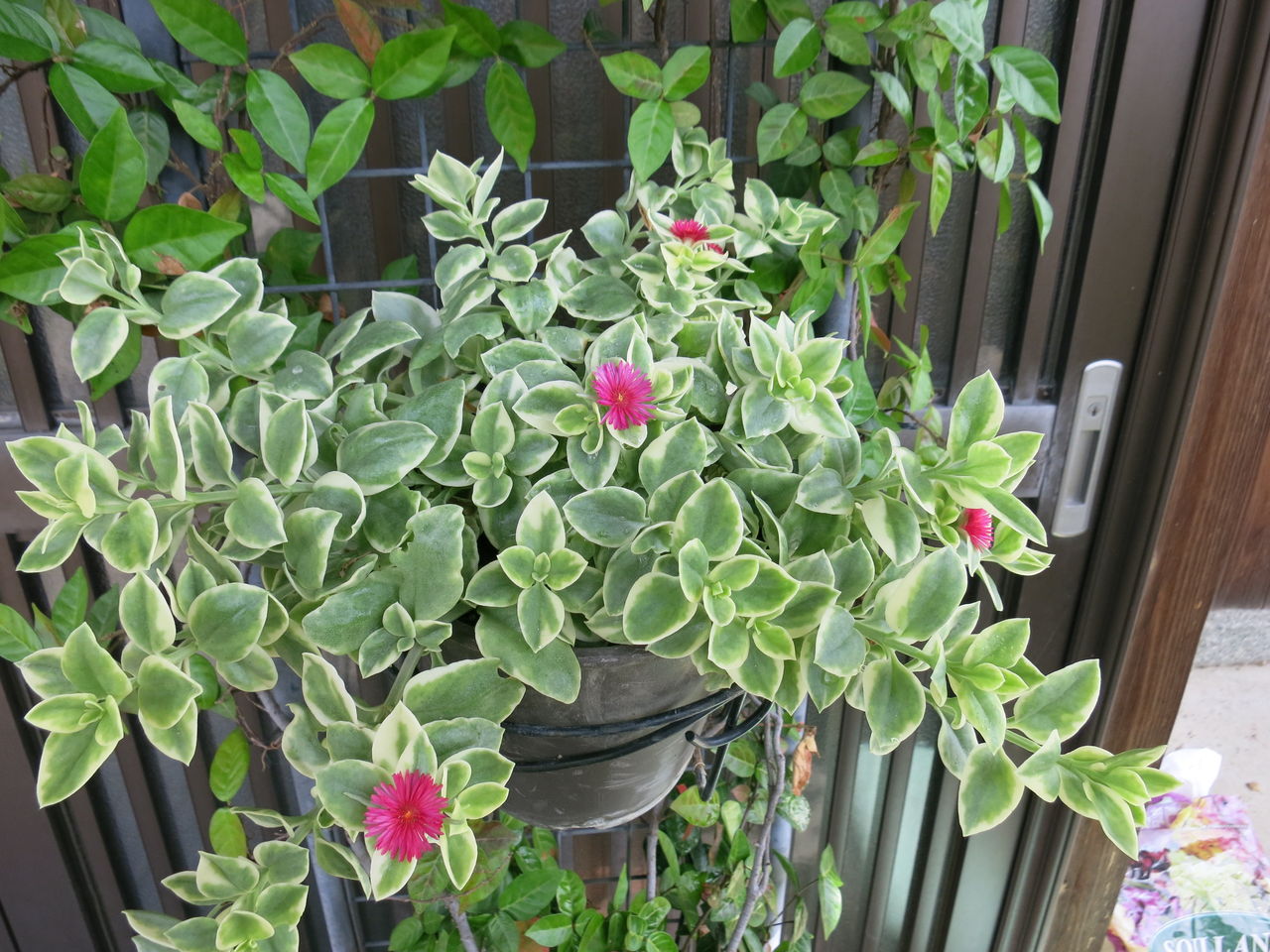 ベビーサンローズ 夕霧草など ミセスケイの薔薇コラム