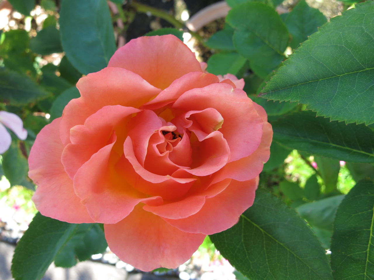 花保ちの良いホノルルなど ミセスケイの薔薇コラム