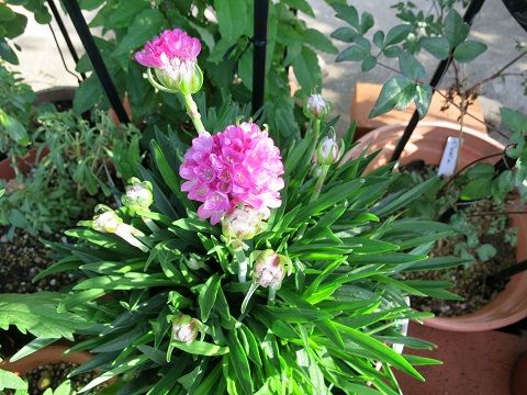セントーレアモンタナパープルハート ミセスケイの薔薇コラム セントーレアモンタナパープルハート ミセスケイの薔薇コラム