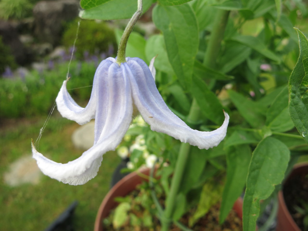 我が家の小さいインテグリフォリア系のクレマチス ミセスケイの薔薇コラム