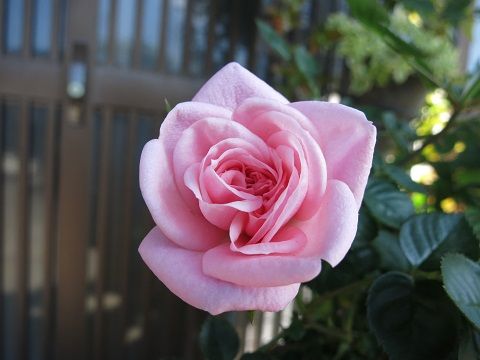 IMG_4998
