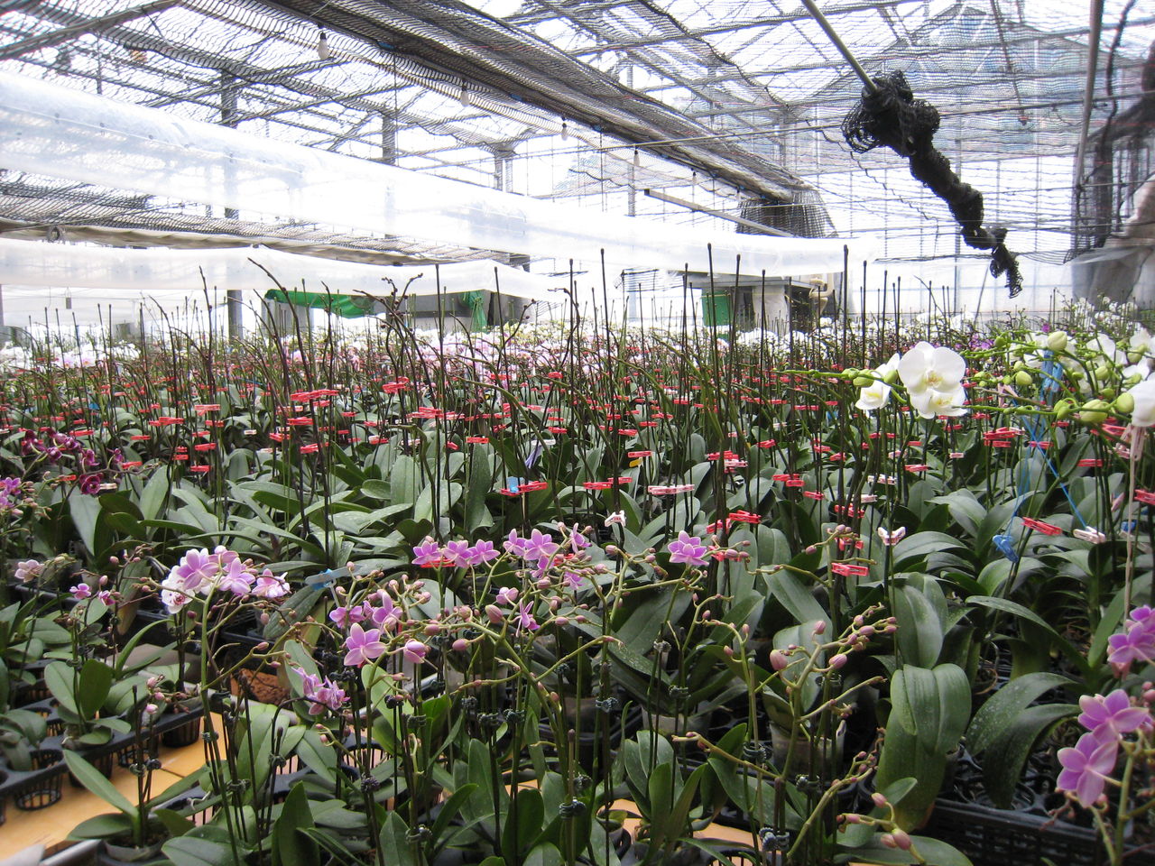 胡蝶蘭の専門ナーセリーに行ってきました ミセスケイの薔薇コラム