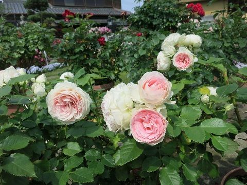 パシュミナ 変わり咲きシラン ミセスケイの薔薇コラム