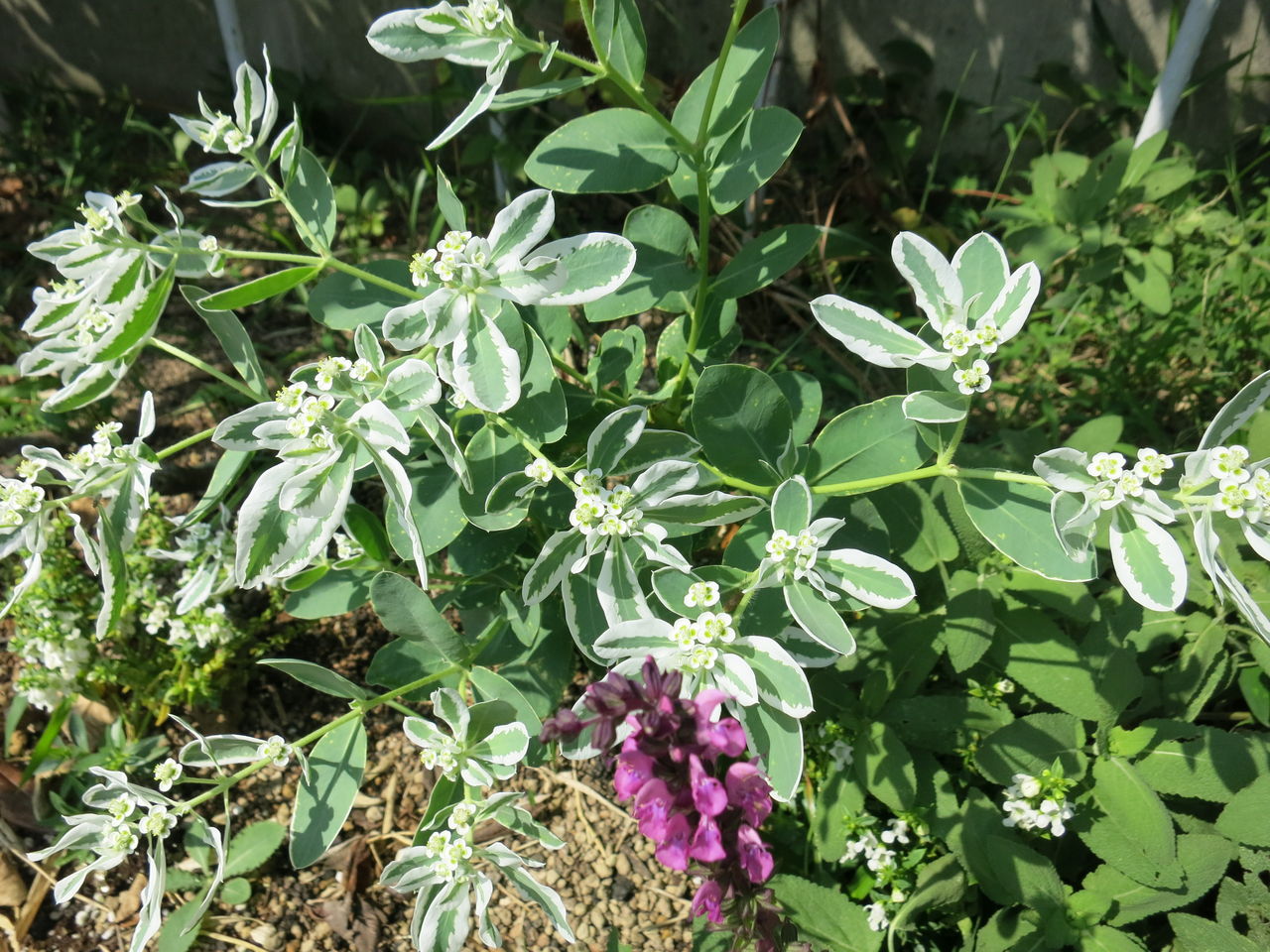 こぼれ種から咲いたハツユキソウ ミセスケイの薔薇コラム
