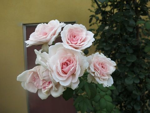 IMG_7652