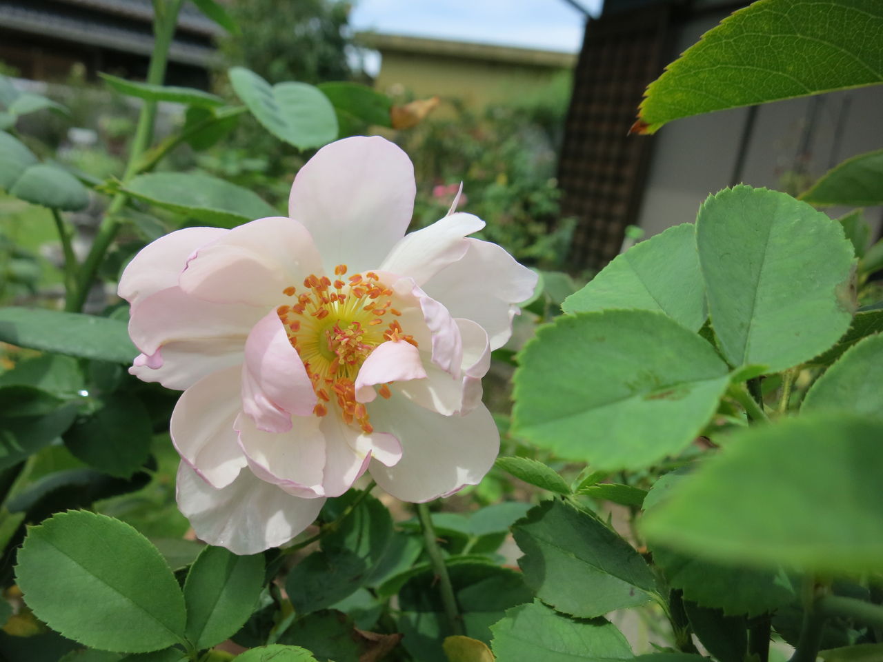 鉢花の底上げなど ミセスケイの薔薇コラム