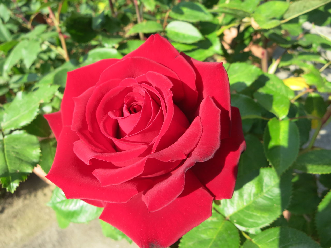 咲き進んだイングリッド、ニコールとミニバラブレス : ミセスケイの