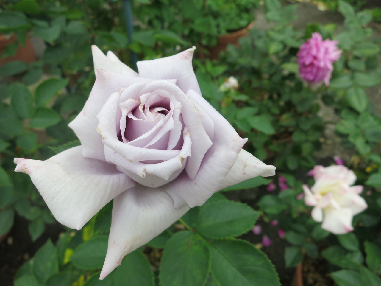5月青龍 花ぼんぼり ミセスケイの薔薇コラム 5月青龍 花ぼんぼり ミセスケイの薔薇コラム