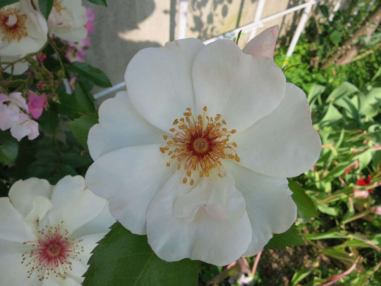 ジャクリーヌとベビーとピンクs ミセスケイの薔薇コラム ジャクリーヌとベビーとピンクs ミセスケイの薔薇コラム