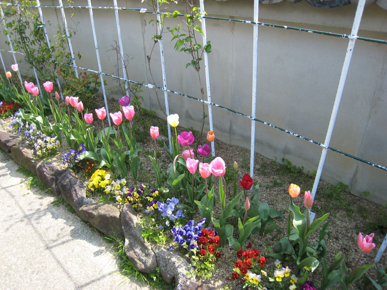 チューリップの花壇と寄せ植えのその後 ミセスケイの薔薇コラム