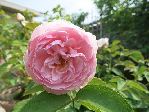 オリビアローズオースチン 十二単など ミセスケイの薔薇コラム オリビアローズオースチン 十二単など ミセスケイの薔薇コラム