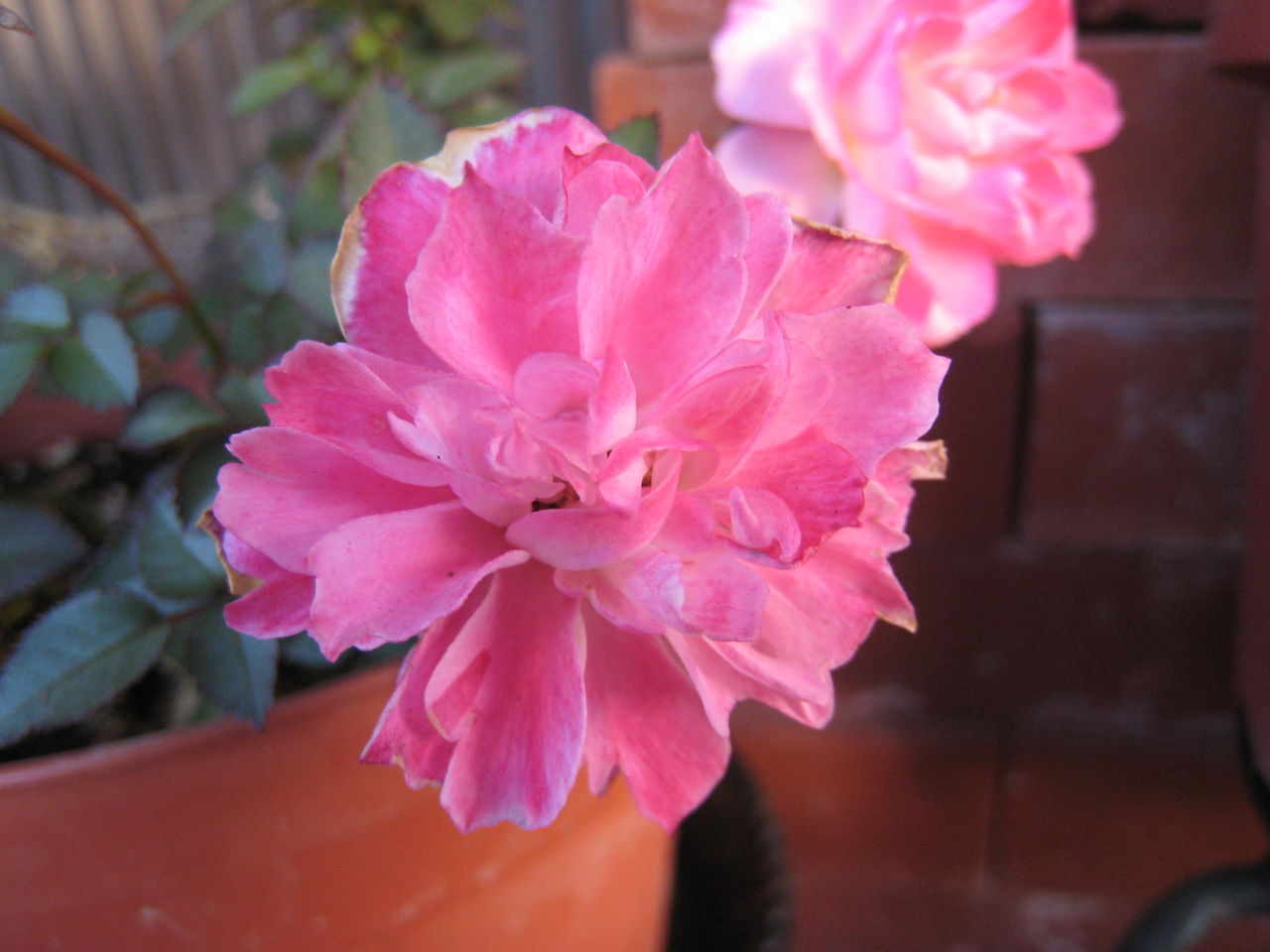 名前のわからないミニバラとピンクノックアウト ミセスケイの薔薇コラム