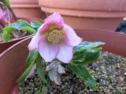 四季咲きナデシコ クリスマスローズ ミセスケイの薔薇コラム