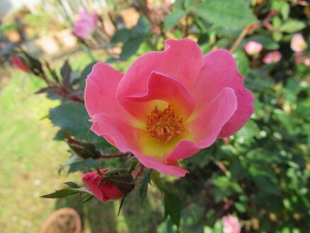 レインボーノックアウトなど ミセスケイの薔薇コラム レインボーノックアウトなど ミセスケイの薔薇コラム