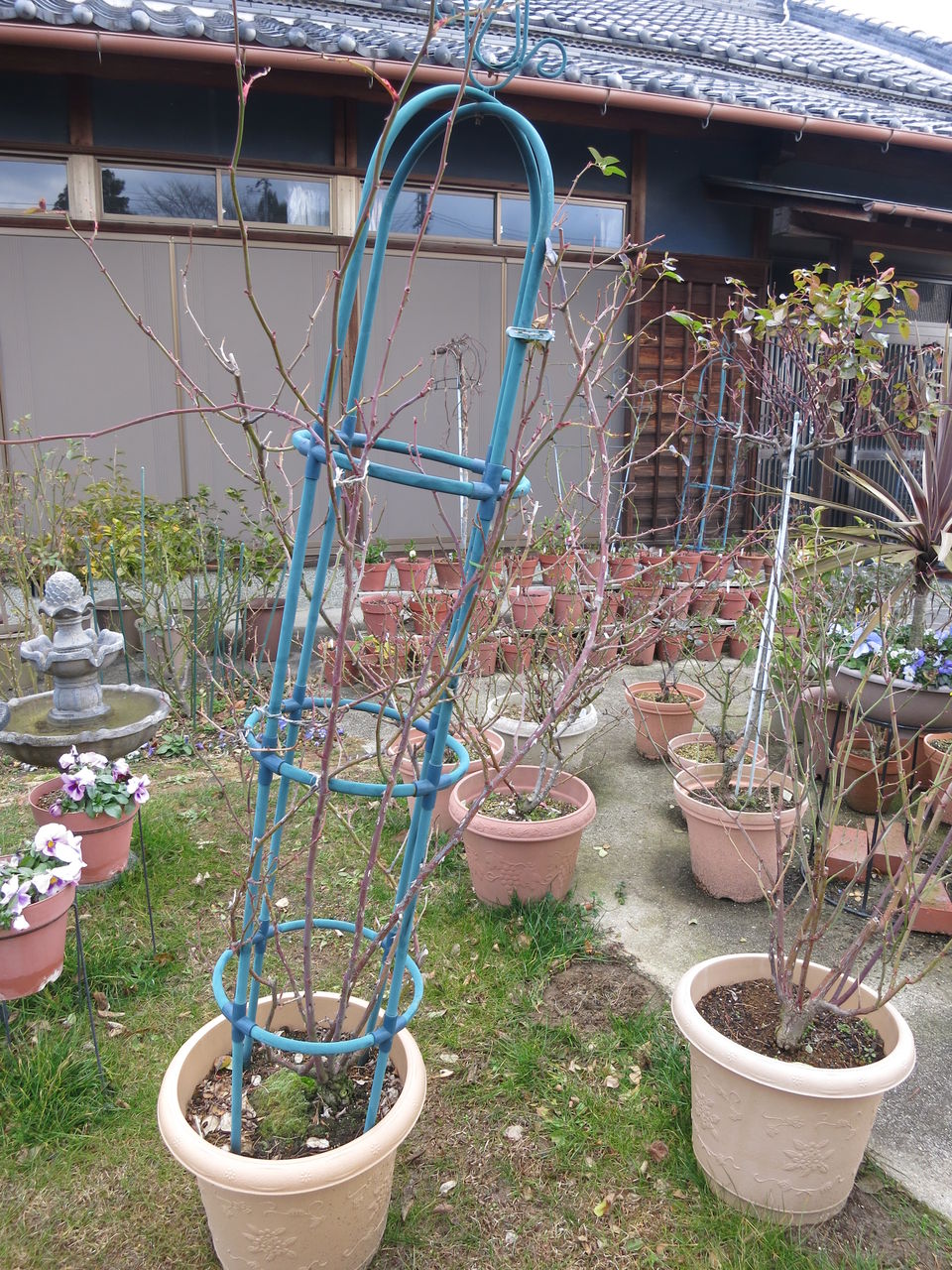 グラハムトーマスの剪定 誘引 ミセスケイの薔薇コラム