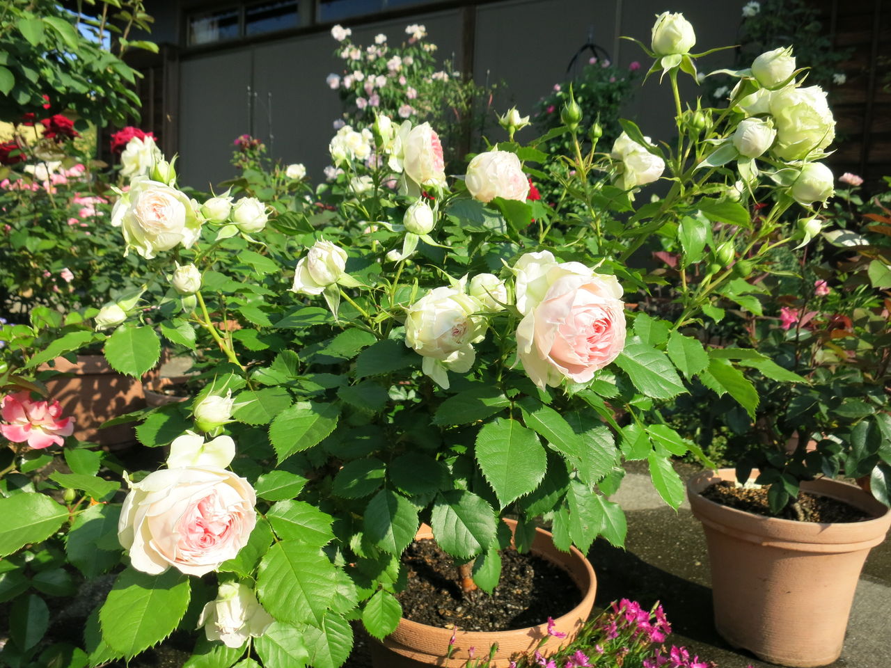 パシュミナ初開花 ウイズレ 08 クイーンオブsなど ミセスケイの薔薇コラム