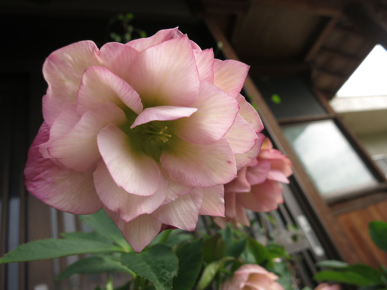 チューリップの球根のとり方とクリスマスローズ ミセスケイの薔薇コラム