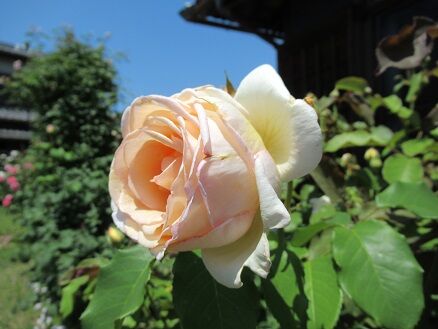 薫乃 ミセスケイの薔薇コラム