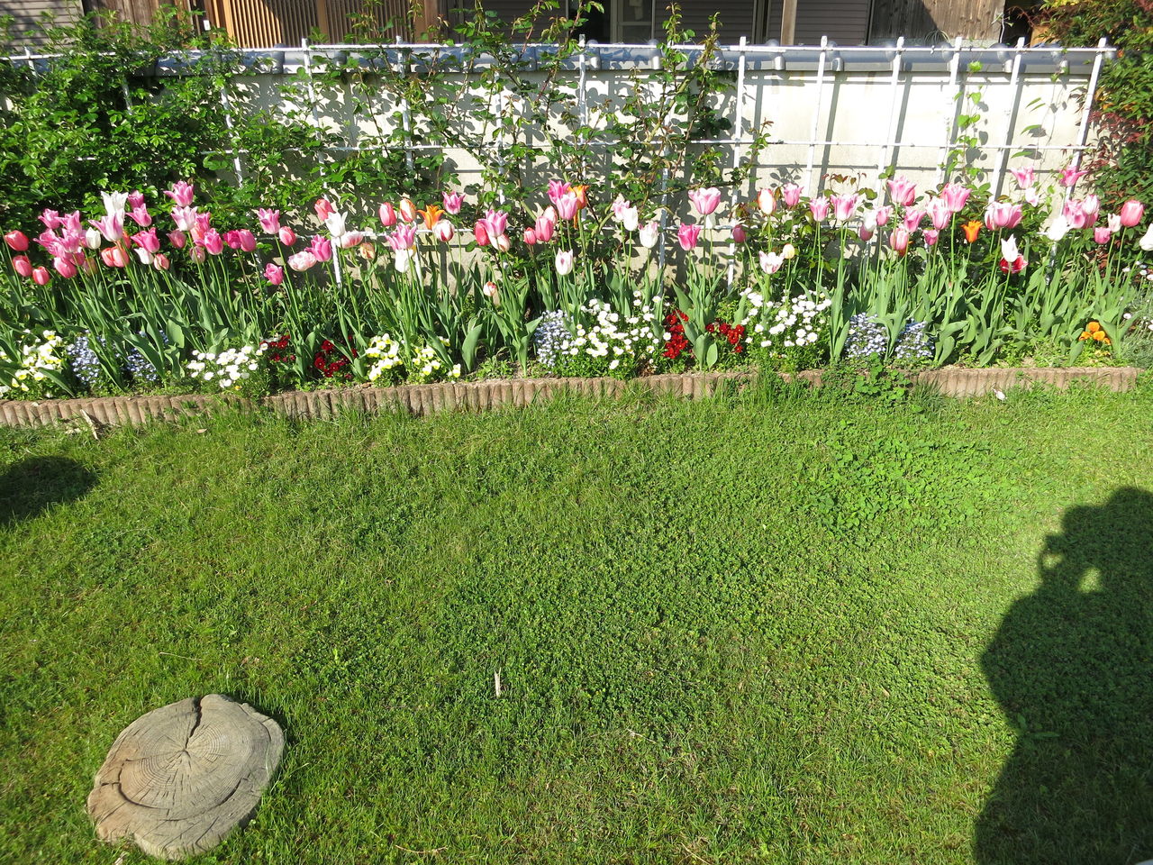 寄せ植えのその後 と エキナセア救出 ミセスケイの薔薇コラム 寄せ植えのその後 と エキナセア救出 ミセスケイの薔薇コラム