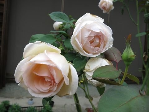 IMG_8915