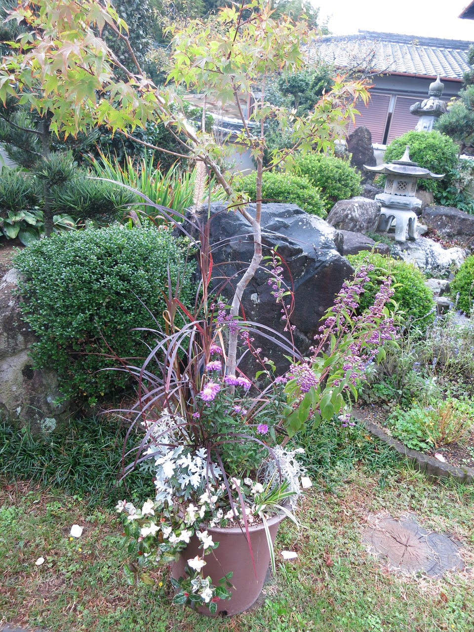 見切り品の花 また買ってしまった ミセスケイの薔薇コラム 見切り品の花 また買ってしまった ミセスケイの薔薇コラム