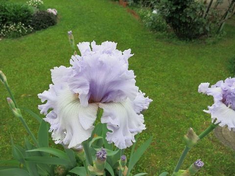 ジャーマンアイリスの植え替え ミセスケイの薔薇コラム