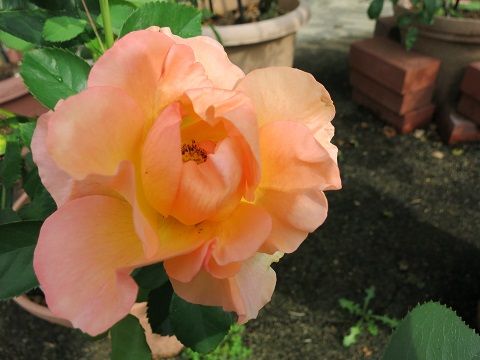 IMG_8710